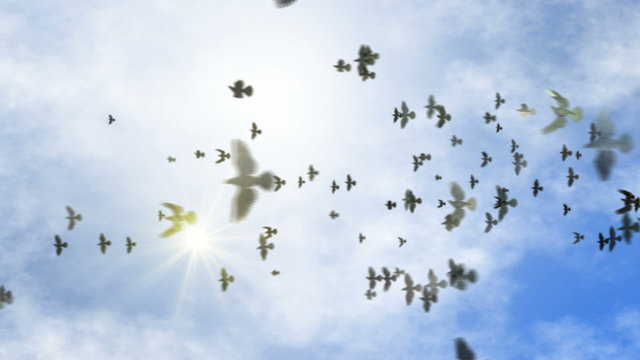 animated flying flock of pigeons on the clear sky