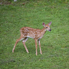 Lost fawn