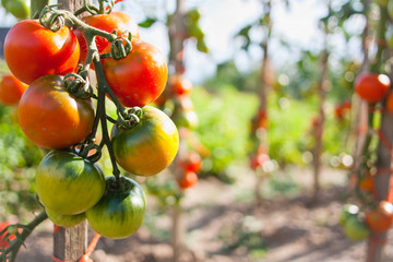 Closeup of tomatoes ripening on a tomato vine 