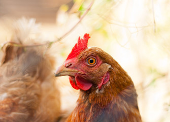 Closeup of a hen (Gallus gallus domesticus)
