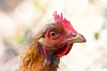 Closeup of a hen (Gallus gallus domesticus)