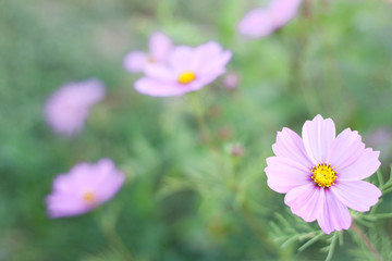 Soft color flower background