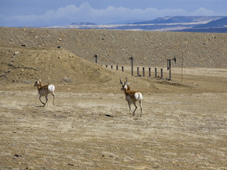 Escaping antelope