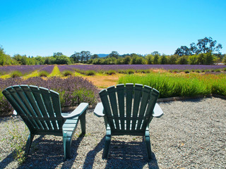 Lavender farm