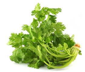 Coriander