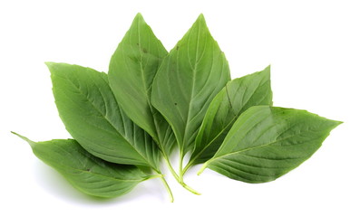 Basil leaf