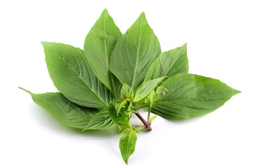 Basil leaf