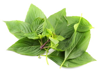 Basil leaf