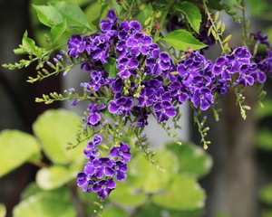 Purple Flower