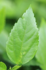 Green leaf
