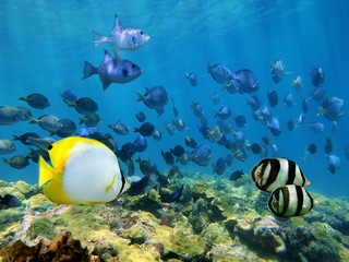 Fototapeta na wymiar Ławica ryb tropikalnych nad rafą koralową