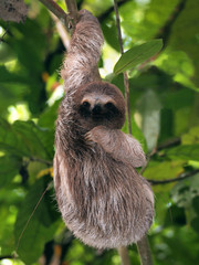 Young three toed sloth hanging from a branch, Panama, Central America