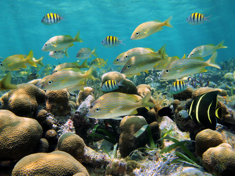 Fototapeta School of tropical fish in a shallow coral reef of the Caribbean sea