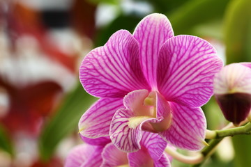 Purple orchid