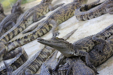 group of large freshwater crocodile