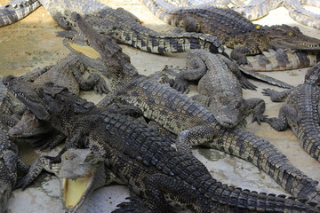 group of large freshwater crocodiles