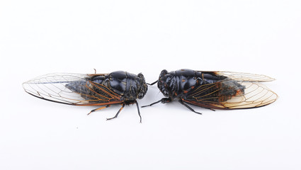 Cicada isolated on white background