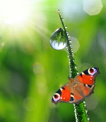 Crédence de cuisine en verre imprimé Papillon fresh morning dew and butterfly