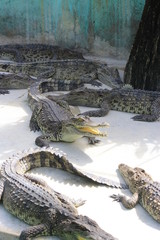 group of large freshwater crocodiles