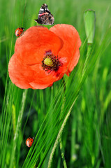red poppy with ladybug and butterfly