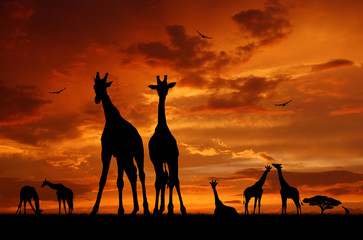 Fototapeta na wymiar stado żyraf w zachodzie słońca
