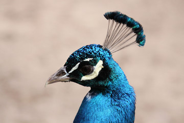 Stolzer Pfau