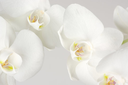 Fototapeta Orchids close-up