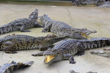 group of large freshwater crocodile