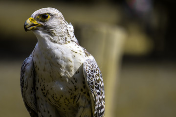 Falco