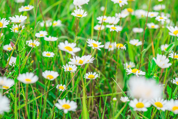 beautiful field of daisies