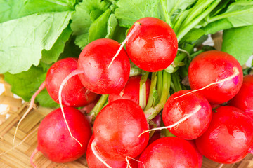 Fresh radishes with tops