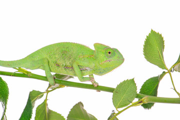 little green chameleon on a branch