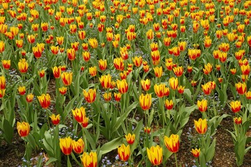 tulip flower in spring