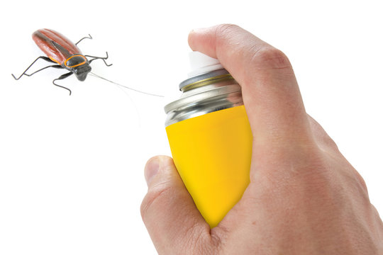 Spraying insecticide on cockroach