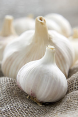 Garlic