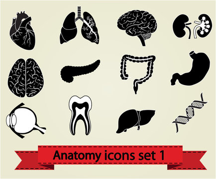 Anatomy icons set 1