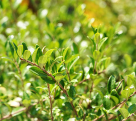 Abstract bright bachground with evergreen branches