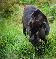 Black jaguar Panthera Onca prowling thorugh long grass