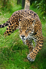 Naklejka premium Oszałamiająca jaguar Panthera Onca grasuje w wysokiej trawie