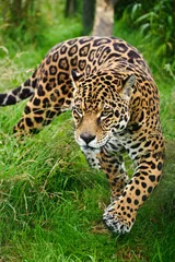 Foto op Plexiglas Prachtige jaguar Panthera Onca sluipt door lang gras © veneratio