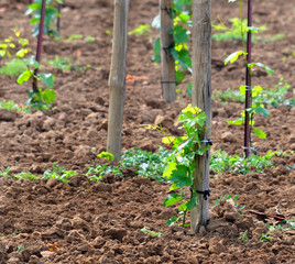 Young vineyard close-up