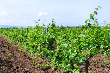 Fototapeta na wymiar Rural landscape whith young vineyard