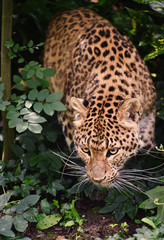 Beautiful leopard Panthera Pardus big cat amongst foliage