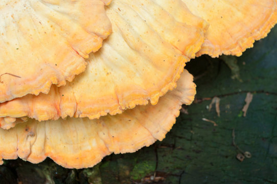 mushrooms on dead tree trunk