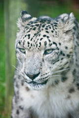 Beautiful portrait of Snow Leopard Panthera Uncia big cat