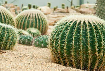 Close up of cactus.