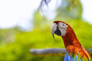 アカコンゴウインコ