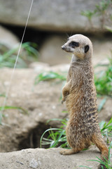 Fototapeta premium ミーアキャット