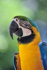 ルリコンゴウインコ