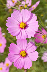 Obraz premium コスモス